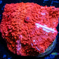Ultra Corellamorph - Morph Coral WYSIWYG Ultra Corellamorph - Morph Coral WYSIWYG Animals & Pet Supplies Ultra Corellamorph - Morph Coral WYSIWYG Zeo Box Reef