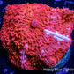 Ultra Corellamorph - Morph Coral WYSIWYG Ultra Corellamorph - Morph Coral WYSIWYG Animals & Pet Supplies Ultra Corellamorph - Morph Coral WYSIWYG Zeo Box Reef