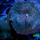 Ultra Corellamorph - Night Lord Morph Coral WYSIWYG 2 Polyps 5cm Ultra Corellamorph - Night Lord Morph Coral WYSIWYG 2 Polyps 5cm Animals & Pet Supplies Ultra Corellamorph - Night Lord Morph Coral WYSIWYG 2 Polyps 5cm Zeo Box Reef