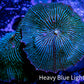 Ultra Corellamorph - Night Lord Morph Coral WYSIWYG 2 Polyps 5cm Ultra Corellamorph - Night Lord Morph Coral WYSIWYG 2 Polyps 5cm Animals & Pet Supplies Ultra Corellamorph - Night Lord Morph Coral WYSIWYG 2 Polyps 5cm Zeo Box Reef