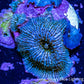 Ultra Corellamorph - Night Lord Morph Coral WYSIWYG Ultra Corellamorph - Night Lord Morph Coral WYSIWYG Animals & Pet Supplies Ultra Corellamorph - Night Lord Morph Coral WYSIWYG Zeo Box Reef