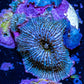 Ultra Corellamorph - Night Lord Morph Coral WYSIWYG Ultra Corellamorph - Night Lord Morph Coral WYSIWYG Animals & Pet Supplies Ultra Corellamorph - Night Lord Morph Coral WYSIWYG Zeo Box Reef