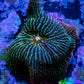 Ultra Corellamorph - Night Lord Morph Coral WYSIWYG Ultra Corellamorph - Night Lord Morph Coral WYSIWYG Animals & Pet Supplies Ultra Corellamorph - Night Lord Morph Coral WYSIWYG Zeo Box Reef