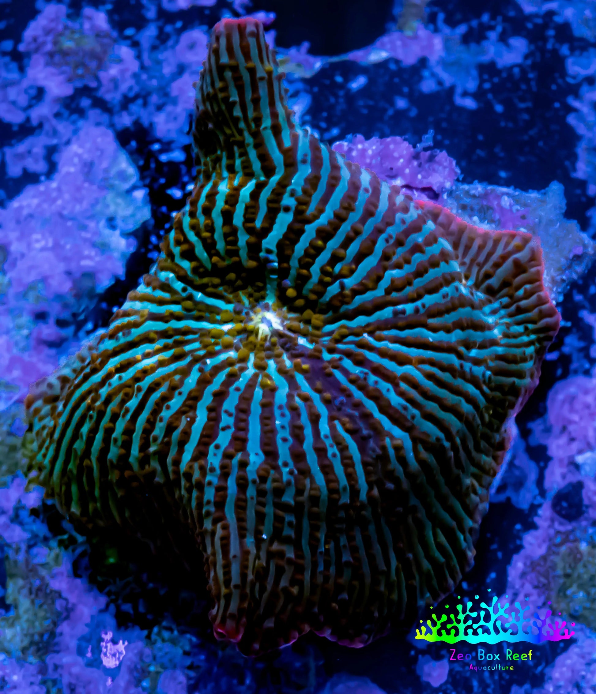 Ultra Corellamorph - Night Lord Morph Coral WYSIWYG Ultra Corellamorph - Night Lord Morph Coral WYSIWYG Animals & Pet Supplies Ultra Corellamorph - Night Lord Morph Coral WYSIWYG Zeo Box Reef