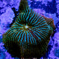 Ultra Corellamorph - Night Lord Morph Coral WYSIWYG Ultra Corellamorph - Night Lord Morph Coral WYSIWYG Animals & Pet Supplies Ultra Corellamorph - Night Lord Morph Coral WYSIWYG Zeo Box Reef