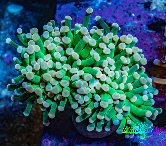 Ultra Cotton Candy Torch Coral 6cm WYSIWYG Ultra Cotton Candy Torch Coral 6cm WYSIWYG LPS Ultra Cotton Candy Torch Coral 6cm WYSIWYG Zeo Box Reef