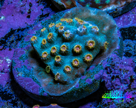 Ultra  Cyphastrea Coral Frag WYSIWYG Ultra  Cyphastrea Coral Frag WYSIWYG SPS Ultra  Cyphastrea Coral Frag WYSIWYG Zeo Box Reef