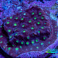 Ultra  Cyphastrea Coral Frag WYSIWYG Ultra  Cyphastrea Coral Frag WYSIWYG SPS Ultra  Cyphastrea Coral Frag WYSIWYG Zeo Box Reef