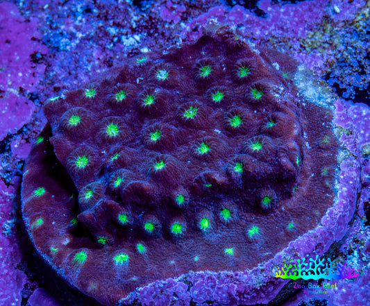 Ultra  Cyphastrea Coral Frag WYSIWYG Ultra  Cyphastrea Coral Frag WYSIWYG SPS Ultra  Cyphastrea Coral Frag WYSIWYG Zeo Box Reef