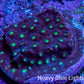 Ultra  Cyphastrea Coral Frag WYSIWYG Ultra  Cyphastrea Coral Frag WYSIWYG SPS Ultra  Cyphastrea Coral Frag WYSIWYG Zeo Box Reef