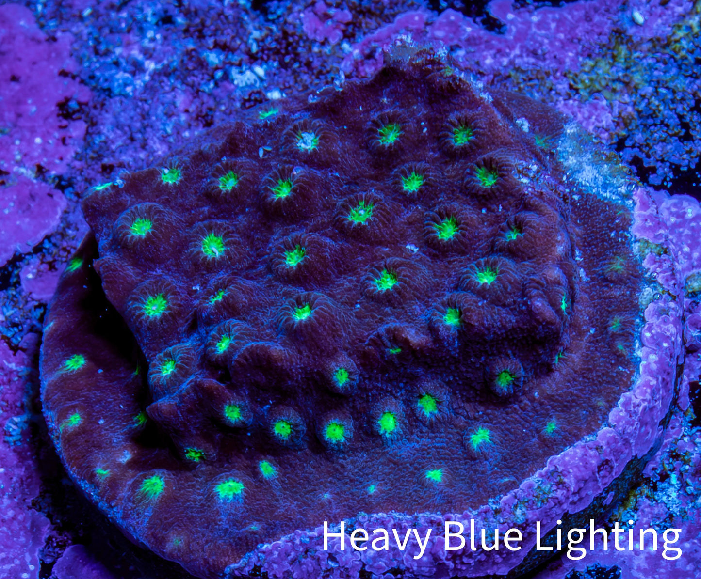 Ultra  Cyphastrea Coral Frag WYSIWYG Ultra  Cyphastrea Coral Frag WYSIWYG SPS Ultra  Cyphastrea Coral Frag WYSIWYG Zeo Box Reef