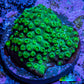 Ultra  Cyphastrea Coral Frag WYSIWYG Ultra  Cyphastrea Coral Frag WYSIWYG SPS Ultra  Cyphastrea Coral Frag WYSIWYG Zeo Box Reef