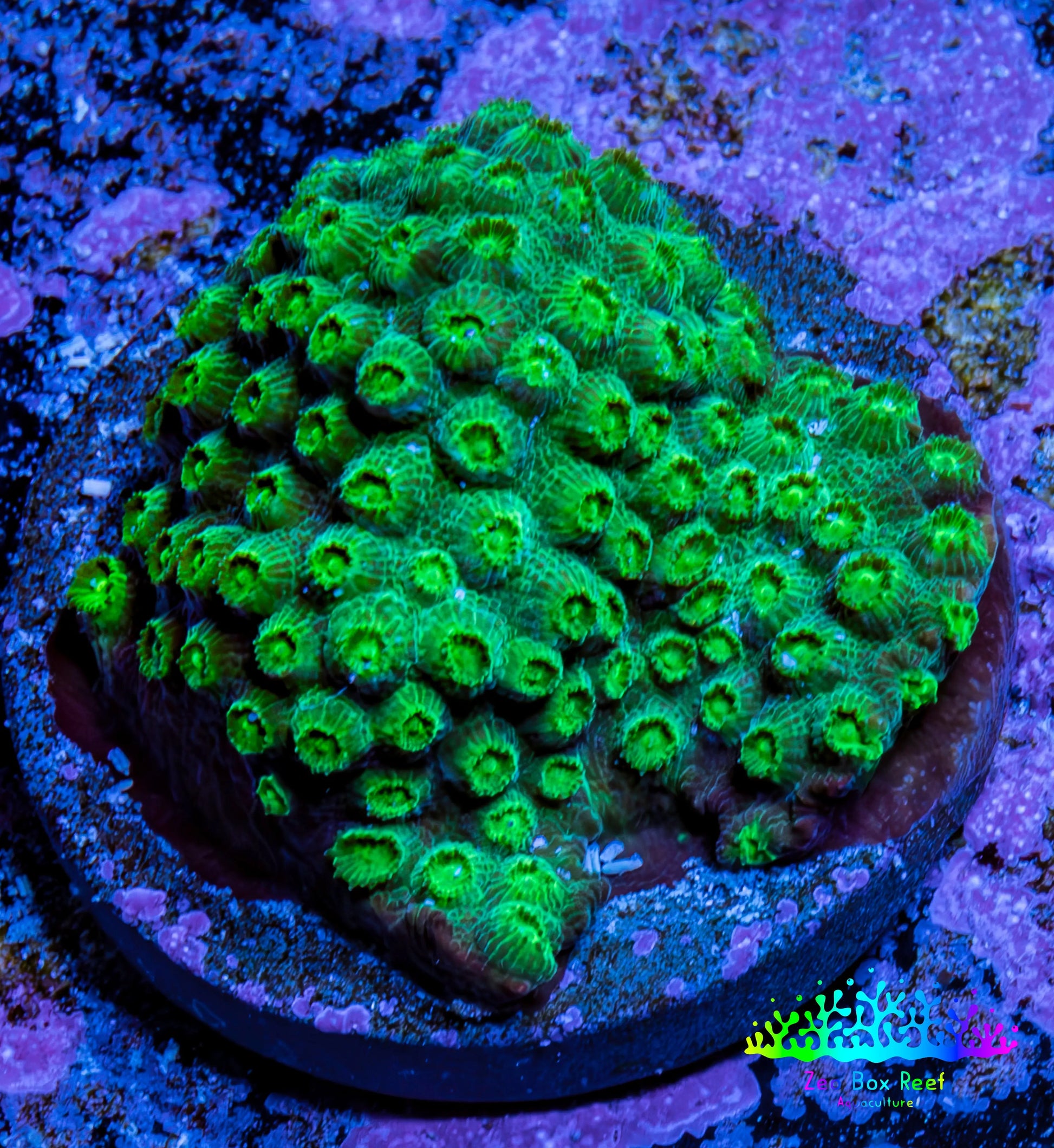 Ultra  Cyphastrea Coral Frag WYSIWYG Ultra  Cyphastrea Coral Frag WYSIWYG SPS Ultra  Cyphastrea Coral Frag WYSIWYG Zeo Box Reef