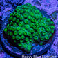 Ultra  Cyphastrea Coral Frag WYSIWYG Ultra  Cyphastrea Coral Frag WYSIWYG SPS Ultra  Cyphastrea Coral Frag WYSIWYG Zeo Box Reef