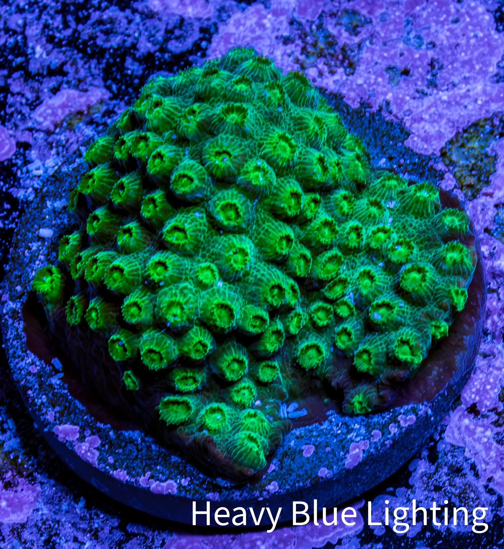 Ultra  Cyphastrea Coral Frag WYSIWYG Ultra  Cyphastrea Coral Frag WYSIWYG SPS Ultra  Cyphastrea Coral Frag WYSIWYG Zeo Box Reef