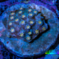 Ultra Cyphastrea Coral Frag WYSIWYG Ultra Cyphastrea Coral Frag WYSIWYG SPS Ultra Cyphastrea Coral Frag WYSIWYG Zeo Box Reef