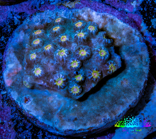 Ultra Cyphastrea Coral Frag WYSIWYG Ultra Cyphastrea Coral Frag WYSIWYG SPS Ultra Cyphastrea Coral Frag WYSIWYG Zeo Box Reef