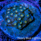 Ultra Cyphastrea Coral Frag WYSIWYG Ultra Cyphastrea Coral Frag WYSIWYG SPS Ultra Cyphastrea Coral Frag WYSIWYG Zeo Box Reef