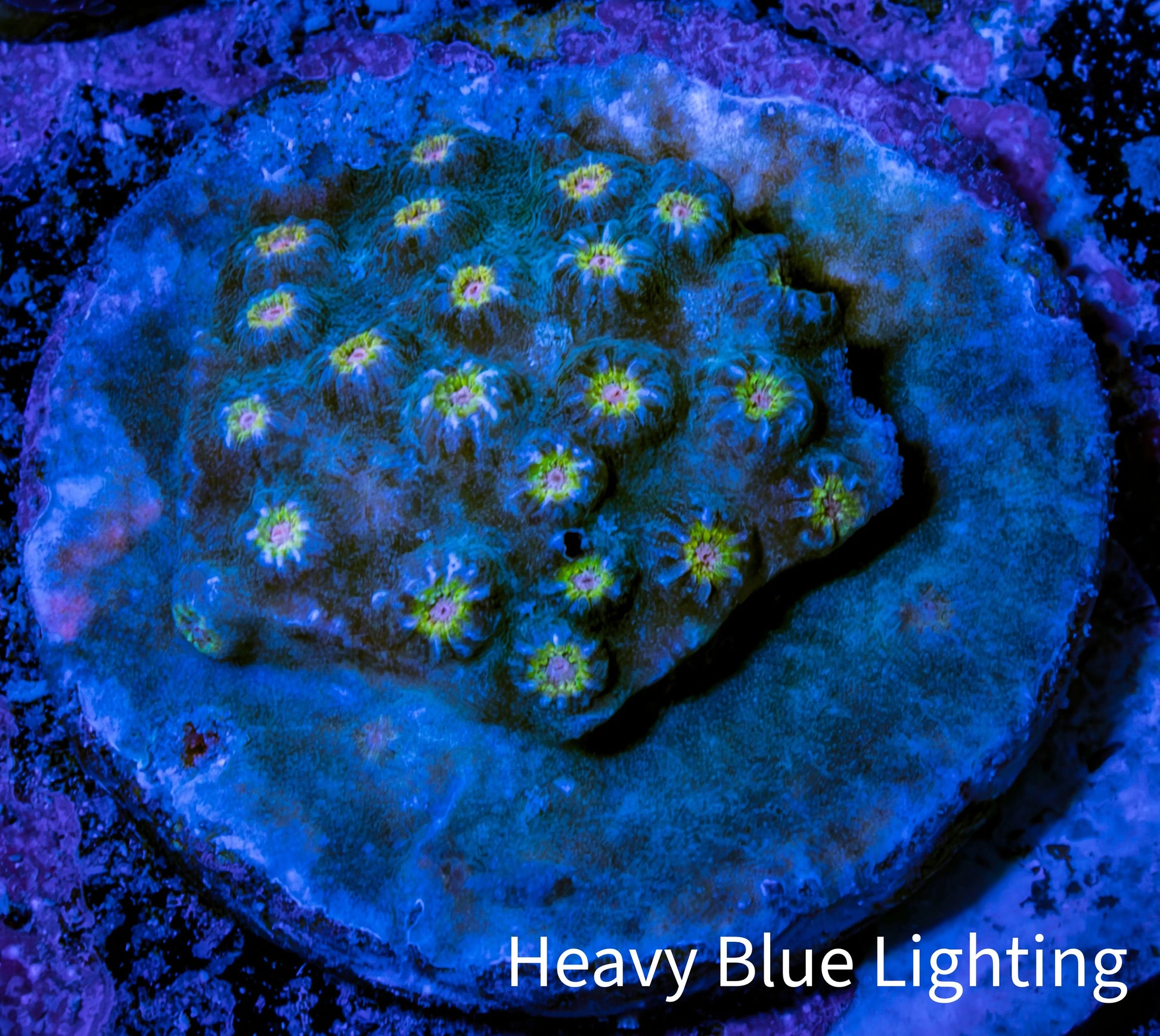 Ultra Cyphastrea Coral Frag WYSIWYG Ultra Cyphastrea Coral Frag WYSIWYG SPS Ultra Cyphastrea Coral Frag WYSIWYG Zeo Box Reef