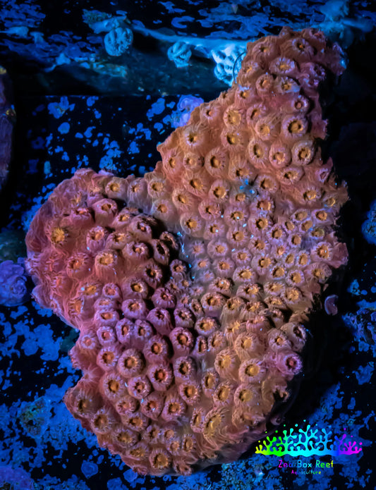 Ultra Cyphastrea - WYSIWYG 4cm Ultra Cyphastrea - WYSIWYG 4cm SPS Ultra Cyphastrea - WYSIWYG 4cm Zeo Box Reef