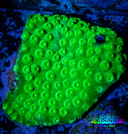 Ultra Cyphastrea - WYSIWYG 4cm Ultra Cyphastrea - WYSIWYG 4cm SPS Ultra Cyphastrea - WYSIWYG 4cm Zeo Box Reef