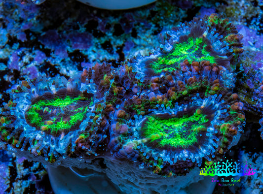 Ultra Electric Green, Blue & Orange Acan Coral Frag, WYSIWYG F1R3B1 Ultra Electric Green, Blue & Orange Acan Coral Frag, WYSIWYG F1R3B1 LPS Coral Ultra Electric Green, Blue & Orange Acan Coral Frag, WYSIWYG F1R3B1 Zeo Box Reef