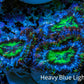 Ultra Electric Green, Blue & Orange Acan Coral Frag, WYSIWYG F1R3B1 Ultra Electric Green, Blue & Orange Acan Coral Frag, WYSIWYG F1R3B1 LPS Coral Ultra Electric Green, Blue & Orange Acan Coral Frag, WYSIWYG F1R3B1 Zeo Box Reef