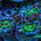 Ultra Electric Green, Blue & Purple Acan Coral Frag, WYSIWYG F2R3B1 (Copy) Ultra Electric Green, Blue & Purple Acan Coral Frag, WYSIWYG F2R3B1 (Copy) LPS Coral Ultra Electric Green, Blue & Purple Acan Coral Frag, WYSIWYG F2R3B1 (Copy) Zeo Box Reef