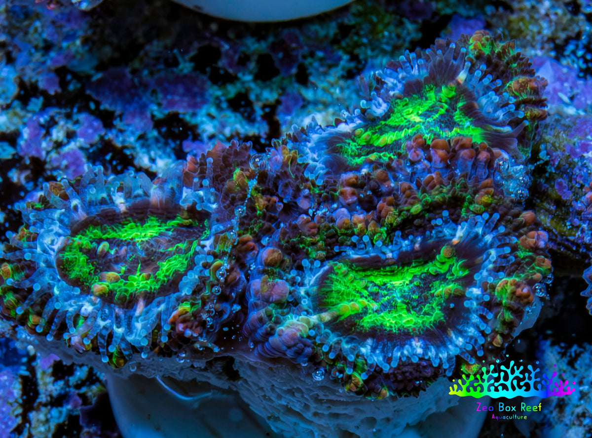 Ultra Electric Green, Blue & Purple Acan Coral Frag, WYSIWYG F2R3B1 (Copy) Ultra Electric Green, Blue & Purple Acan Coral Frag, WYSIWYG F2R3B1 (Copy) LPS Coral Ultra Electric Green, Blue & Purple Acan Coral Frag, WYSIWYG F2R3B1 (Copy) Zeo Box Reef