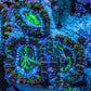 Ultra Electric Green, Blue & Purple Acan Coral Frag, WYSIWYG F3R3B1 Ultra Electric Green, Blue & Purple Acan Coral Frag, WYSIWYG F3R3B1 LPS Coral Ultra Electric Green, Blue & Purple Acan Coral Frag, WYSIWYG F3R3B1 Zeo Box Reef