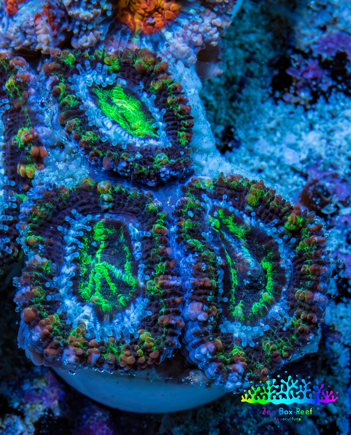 Ultra Electric Green, Blue & Purple Acan Coral Frag, WYSIWYG F3R3B1 Ultra Electric Green, Blue & Purple Acan Coral Frag, WYSIWYG F3R3B1 LPS Coral Ultra Electric Green, Blue & Purple Acan Coral Frag, WYSIWYG F3R3B1 Zeo Box Reef