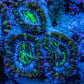 Ultra Electric Green, Blue & Purple Acan Coral Frag, WYSIWYG F3R3B1 Ultra Electric Green, Blue & Purple Acan Coral Frag, WYSIWYG F3R3B1 LPS Coral Ultra Electric Green, Blue & Purple Acan Coral Frag, WYSIWYG F3R3B1 Zeo Box Reef
