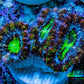 Ultra Electric Green, Blue & Purple Acan Coral Frag, WYSIWYG F4R3B1 Ultra Electric Green, Blue & Purple Acan Coral Frag, WYSIWYG F4R3B1 LPS Coral Ultra Electric Green, Blue & Purple Acan Coral Frag, WYSIWYG F4R3B1 Zeo Box Reef