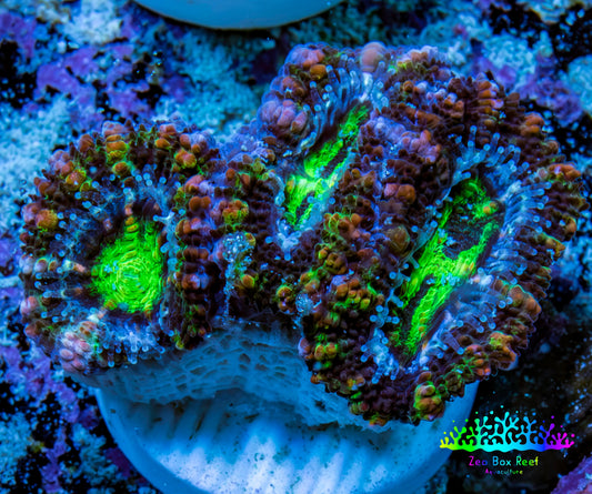 Ultra Electric Green, Blue & Purple Acan Coral Frag, WYSIWYG F4R3B1 Ultra Electric Green, Blue & Purple Acan Coral Frag, WYSIWYG F4R3B1 LPS Coral Ultra Electric Green, Blue & Purple Acan Coral Frag, WYSIWYG F4R3B1 Zeo Box Reef