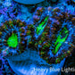 Ultra Electric Green, Blue & Purple Acan Coral Frag, WYSIWYG F4R3B1 Ultra Electric Green, Blue & Purple Acan Coral Frag, WYSIWYG F4R3B1 LPS Coral Ultra Electric Green, Blue & Purple Acan Coral Frag, WYSIWYG F4R3B1 Zeo Box Reef