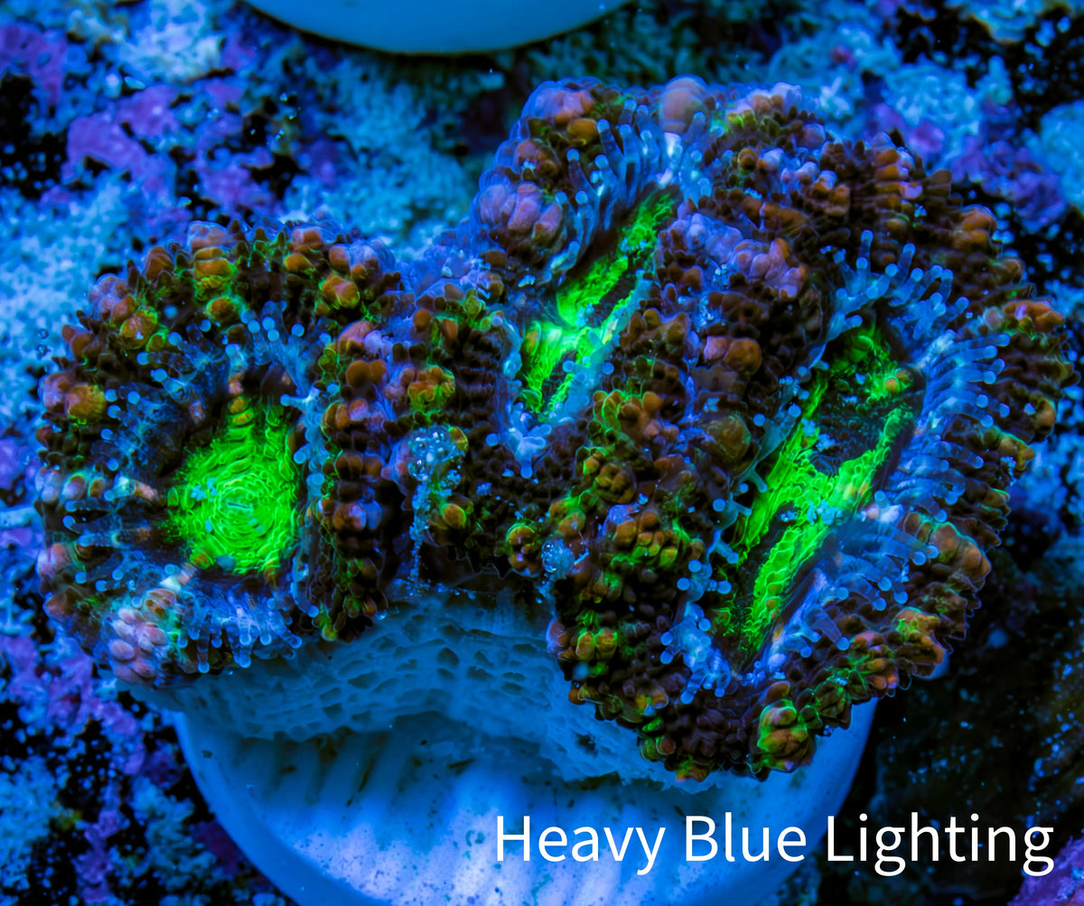 Ultra Electric Green, Blue & Purple Acan Coral Frag, WYSIWYG F4R3B1 Ultra Electric Green, Blue & Purple Acan Coral Frag, WYSIWYG F4R3B1 LPS Coral Ultra Electric Green, Blue & Purple Acan Coral Frag, WYSIWYG F4R3B1 Zeo Box Reef