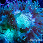 Ultra Elegance Coral- Gold Tip  WYSIWYG 9cm Ultra Elegance Coral- Gold Tip  WYSIWYG 9cm Aquarium Decor Ultra Elegance Coral- Gold Tip  WYSIWYG 9cm Zeo Box Reef