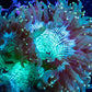 Ultra Elegance Coral- Gold Tip  WYSIWYG 9cm Ultra Elegance Coral- Gold Tip  WYSIWYG 9cm Aquarium Decor Ultra Elegance Coral- Gold Tip  WYSIWYG 9cm Zeo Box Reef