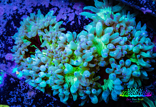 Ultra Elegance Coral- Purple Tip  10cm Ultra Elegance Coral- Purple Tip  10cm Aquarium Decor Ultra Elegance Coral- Purple Tip  10cm Zeo Box Reef