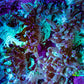Ultra Elegance Coral- Purple Tip  11cm WYSIWYG A1T1 Ultra Elegance Coral- Purple Tip  11cm WYSIWYG A1T1 Aquarium Decor Ultra Elegance Coral- Purple Tip  11cm WYSIWYG A1T1 Zeo Box Reef