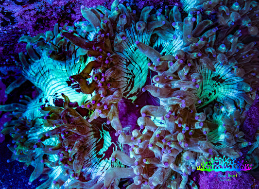 Ultra Elegance Coral- Purple Tip  11cm WYSIWYG A1T1 Ultra Elegance Coral- Purple Tip  11cm WYSIWYG A1T1 Aquarium Decor Ultra Elegance Coral- Purple Tip  11cm WYSIWYG A1T1 Zeo Box Reef