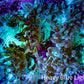 Ultra Elegance Coral- Purple Tip  11cm WYSIWYG A1T1 Ultra Elegance Coral- Purple Tip  11cm WYSIWYG A1T1 Aquarium Decor Ultra Elegance Coral- Purple Tip  11cm WYSIWYG A1T1 Zeo Box Reef