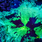 Ultra Elegance Coral- Purple Tip  12cm WYSIWYG Ultra Elegance Coral- Purple Tip  12cm WYSIWYG Aquarium Decor Ultra Elegance Coral- Purple Tip  12cm WYSIWYG Zeo Box Reef