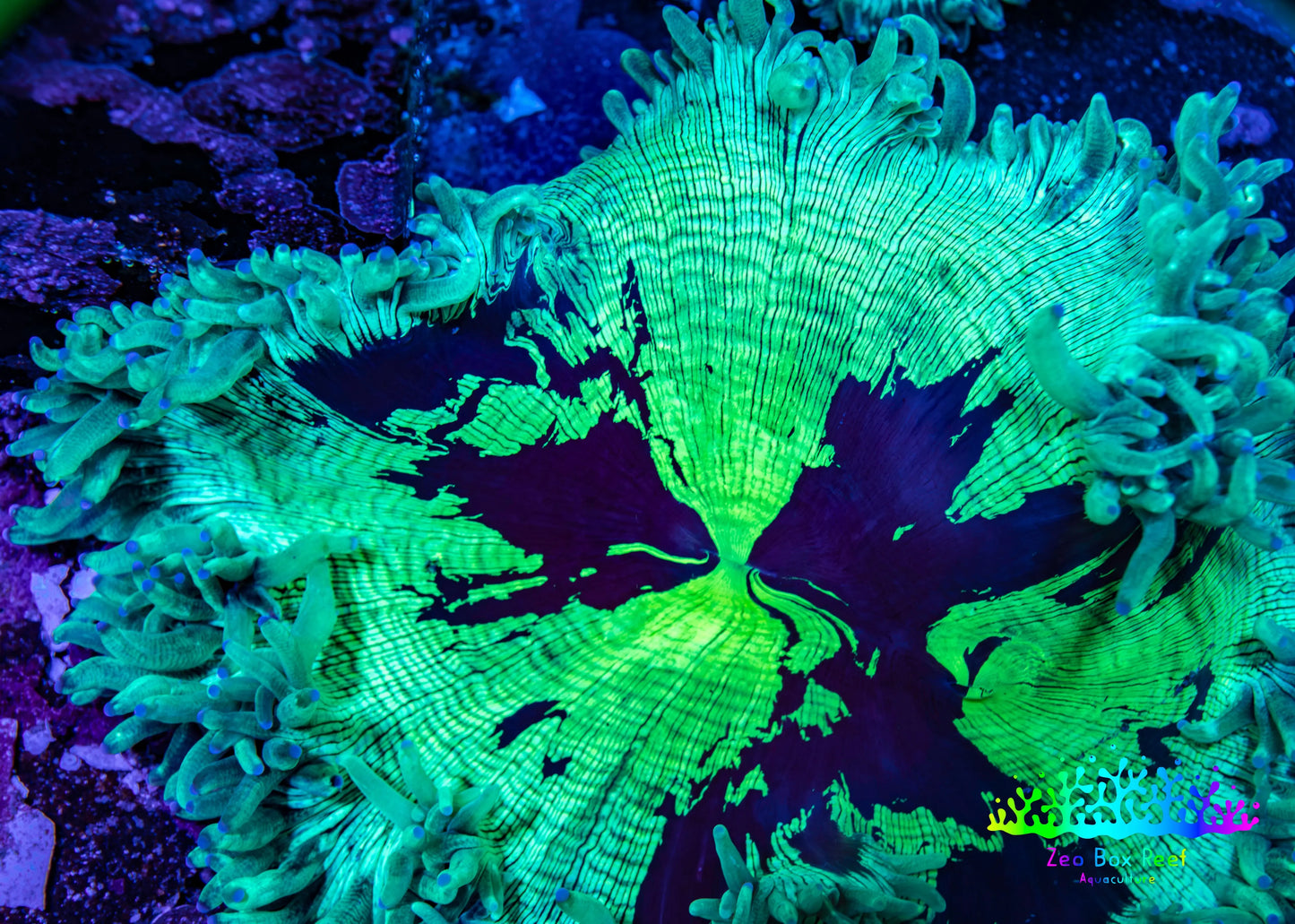 Ultra Elegance Coral- Purple Tip  12cm WYSIWYG Ultra Elegance Coral- Purple Tip  12cm WYSIWYG Aquarium Decor Ultra Elegance Coral- Purple Tip  12cm WYSIWYG Zeo Box Reef