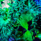 Ultra Elegance Coral- Purple Tip  14cm WYSIWYG Ultra Elegance Coral- Purple Tip  14cm WYSIWYG Aquarium Decor Ultra Elegance Coral- Purple Tip  14cm WYSIWYG Zeo Box Reef