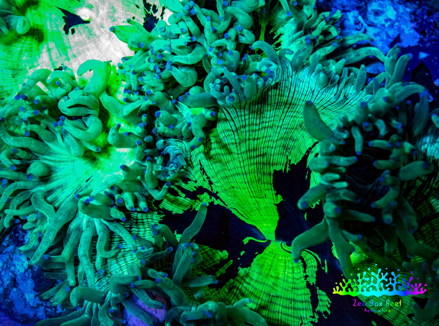 Ultra Elegance Coral- Purple Tip  14cm WYSIWYG Ultra Elegance Coral- Purple Tip  14cm WYSIWYG Aquarium Decor Ultra Elegance Coral- Purple Tip  14cm WYSIWYG Zeo Box Reef