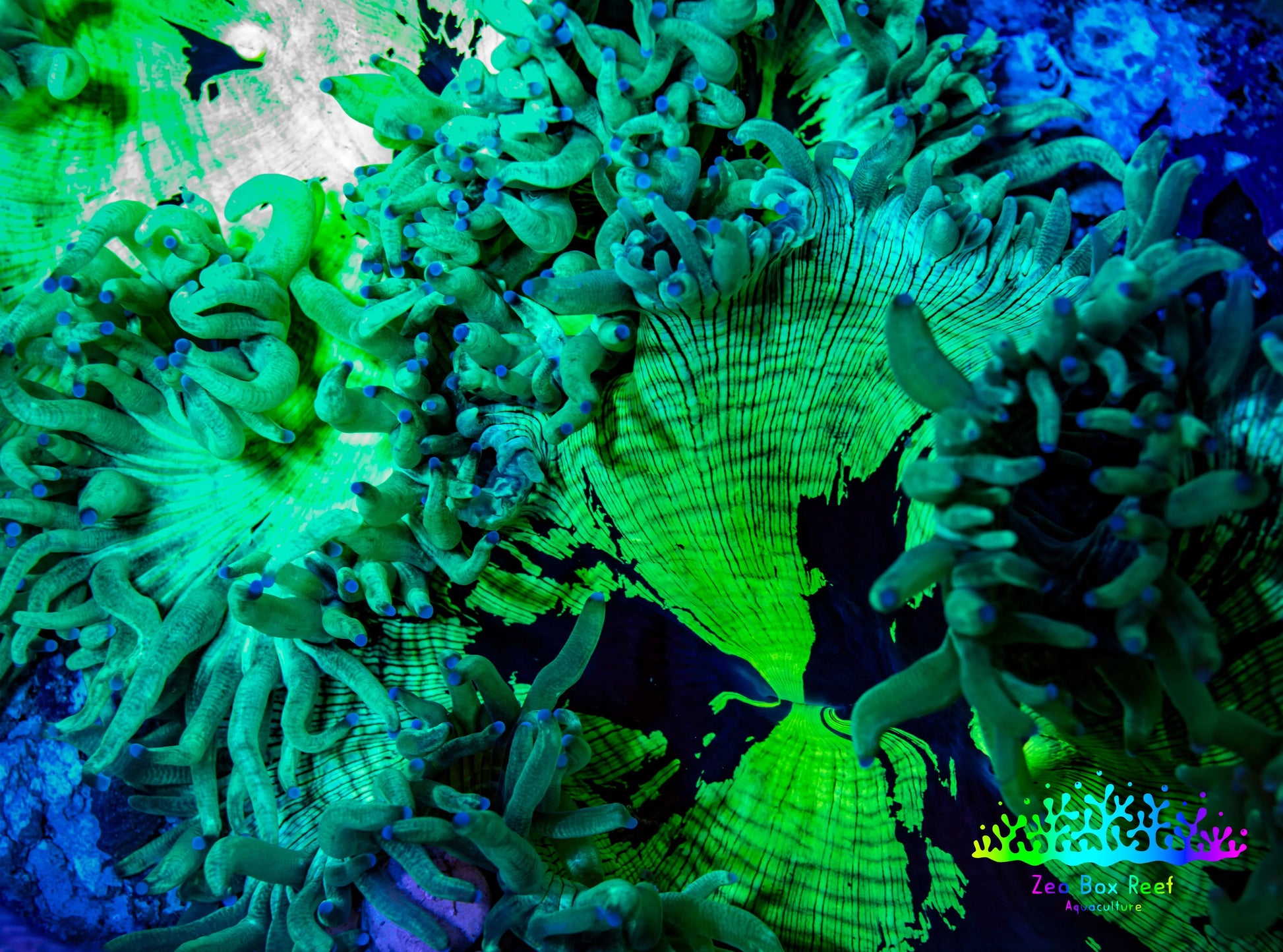 Ultra Elegance Coral- Purple Tip  14cm WYSIWYG Ultra Elegance Coral- Purple Tip  14cm WYSIWYG Aquarium Decor Ultra Elegance Coral- Purple Tip  14cm WYSIWYG Zeo Box Reef