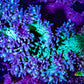 Ultra Elegance Coral- Purple Tip  14cm WYSIWYG Ultra Elegance Coral- Purple Tip  14cm WYSIWYG Aquarium Decor Ultra Elegance Coral- Purple Tip  14cm WYSIWYG Zeo Box Reef