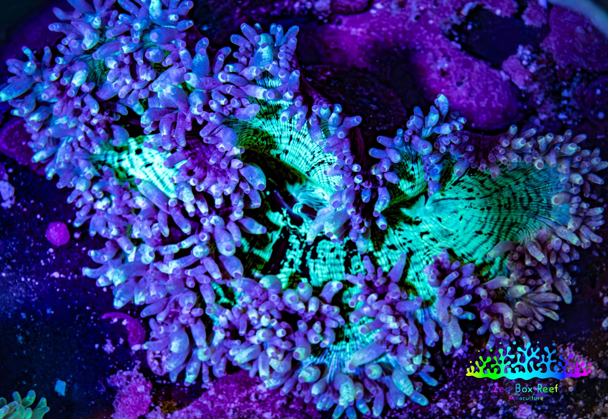 Ultra Elegance Coral- Purple Tip  14cm WYSIWYG Ultra Elegance Coral- Purple Tip  14cm WYSIWYG Aquarium Decor Ultra Elegance Coral- Purple Tip  14cm WYSIWYG Zeo Box Reef