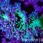 Ultra Elegance Coral- Purple Tip  14cm WYSIWYG Ultra Elegance Coral- Purple Tip  14cm WYSIWYG Aquarium Decor Ultra Elegance Coral- Purple Tip  14cm WYSIWYG Zeo Box Reef
